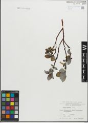 Foto von Salix glabra Scop.